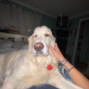 Meet your Posher, Ben